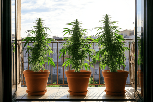 Cannabis-Anbau: Eine Schritt-für-Schritt Anleitung für Anfänger - High Standards