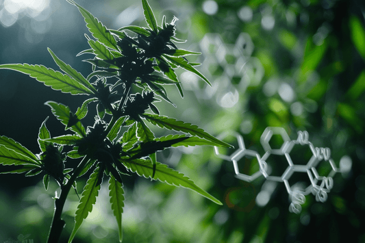 Entdecke CBN: Ein Überblick über ein einzigartiges Cannabinoid - High Standards