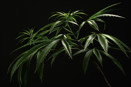 Cannabis, CBD und THC: Alles, was du wissen solltest - High Standards