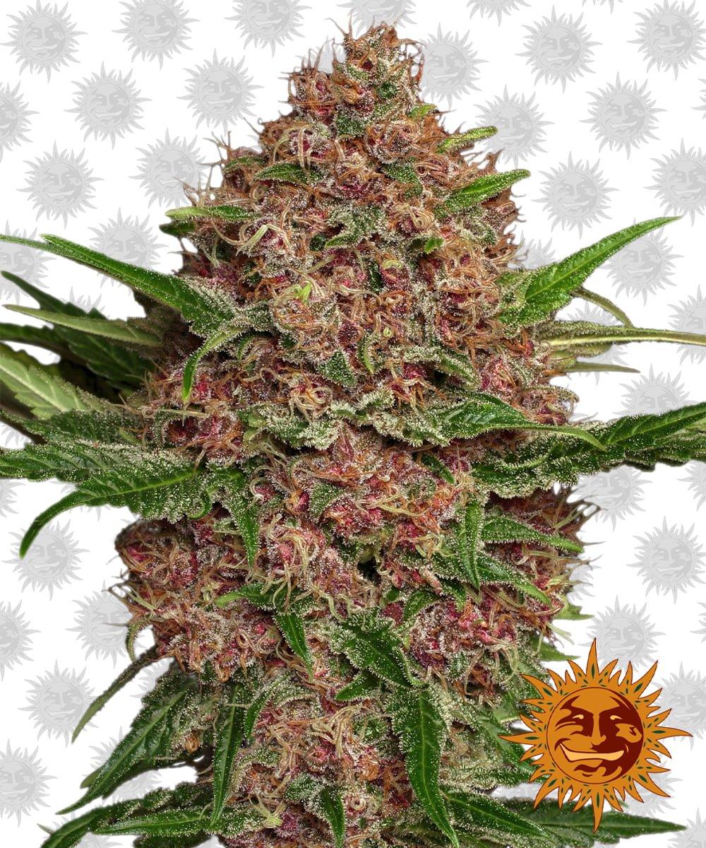 Purple Punch Auto-Flowering Seeds - High Standards