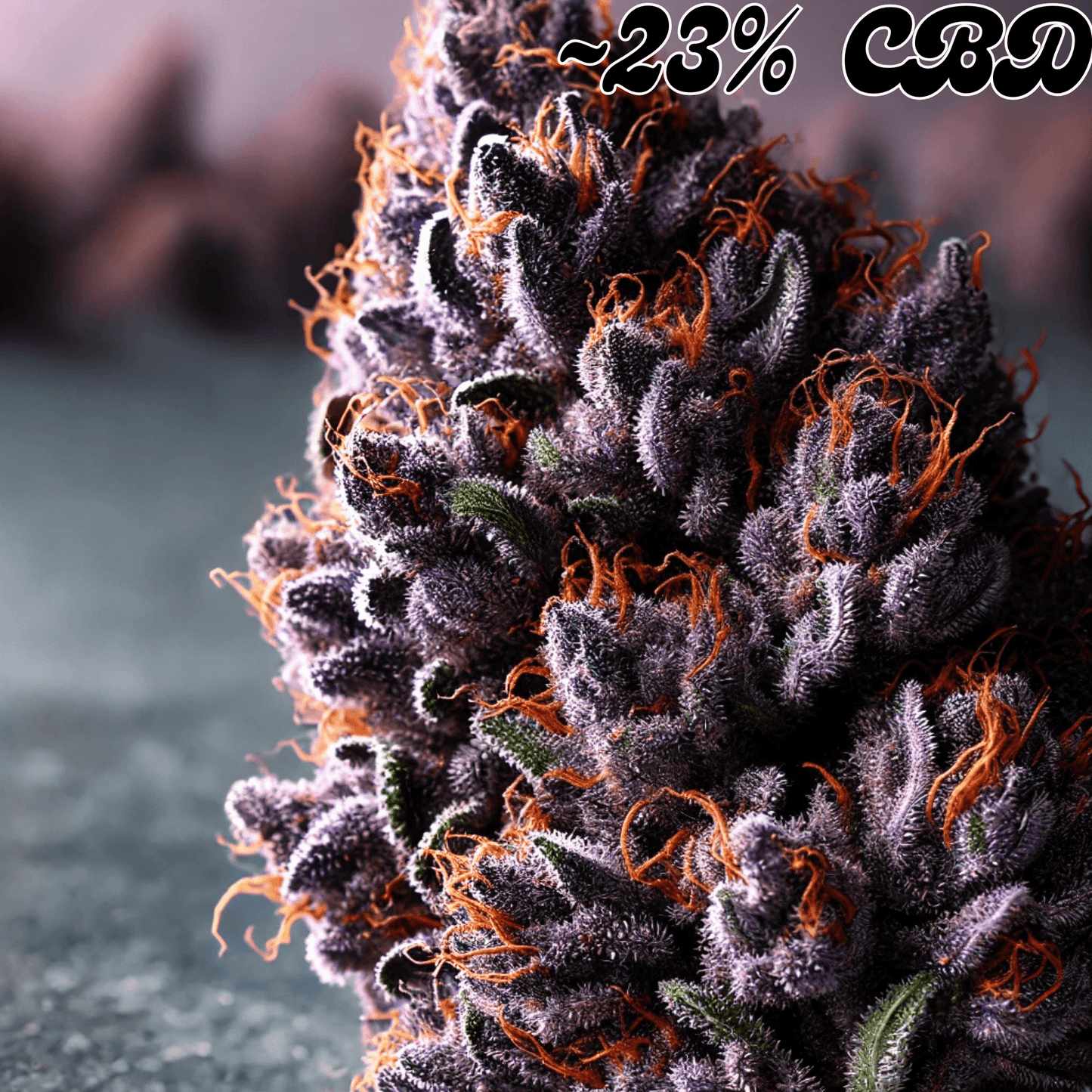 Purple Haze - High Standards