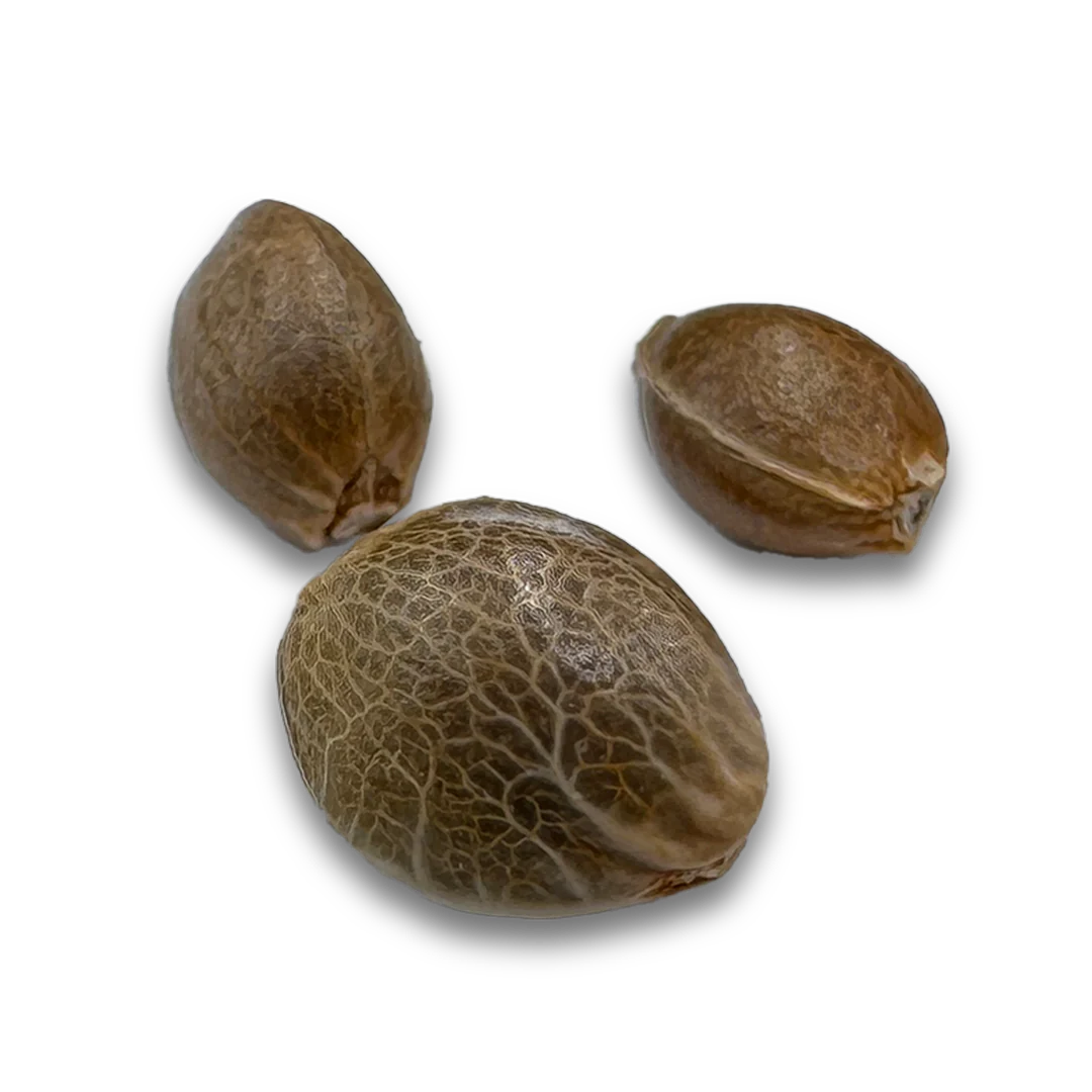 Super Silver Haze Seeds (~21%THC)