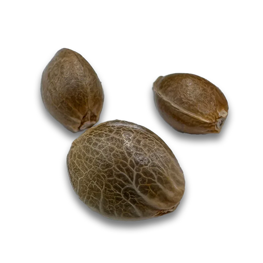 Cookies Automatic Seeds (~23% THC) - High Standards