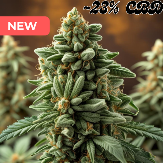 Super Silver Haze - High Standards