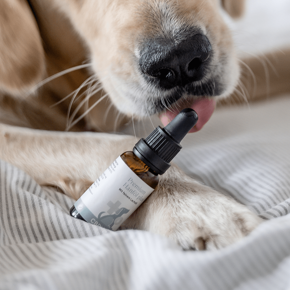 Premium CBD Öl für Hunde (4,2%) - High Standards