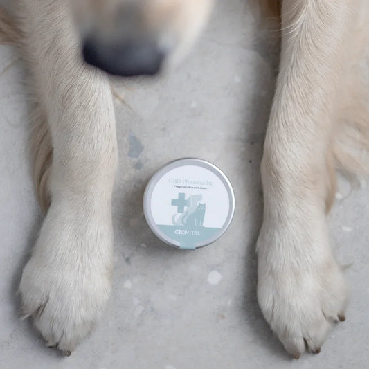 CBD Pfotensalbe - High Standards