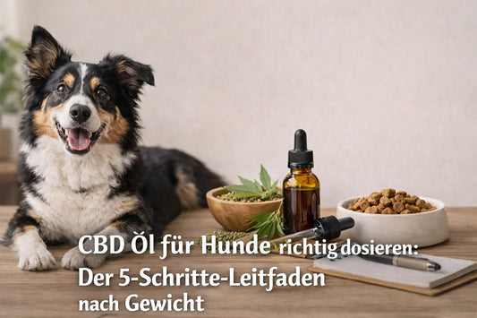 CBD Öl für Hunde richtig dosieren: Der 5-Schritte-Leitfaden nach Gewicht