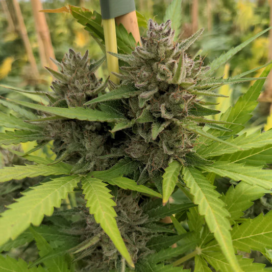 Cookies Automatic Seeds (~23% THC)