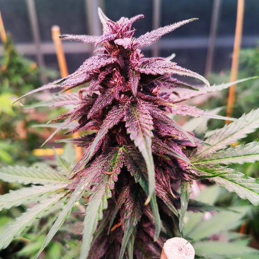 Gelato Automatic Seeds (~20% THC)