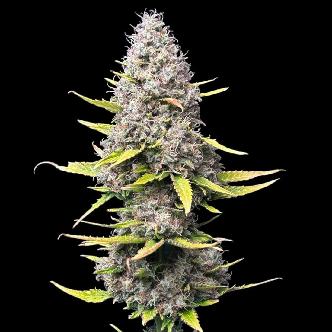 Super Silver Haze Seeds (~21%THC)