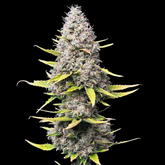 Super Silver Haze Seeds (~21%THC)