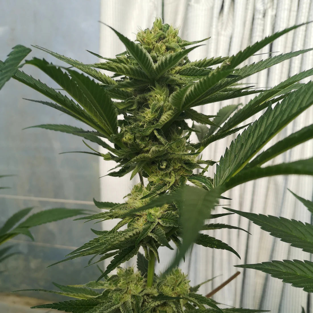 Wedding Cake Seeds (~25% THC)