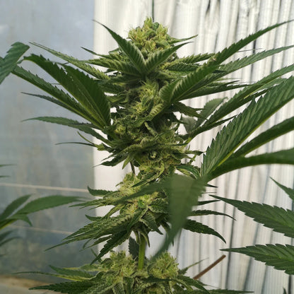 Wedding Cake Seeds (~25% THC)